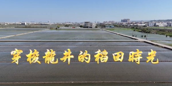 穿梭龍井稻田時光